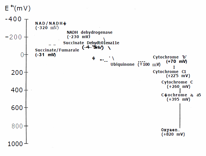 Figure 46 - Formal Reduction Potentials Of The Participants In The Oxidative Phosphorylation Chain.